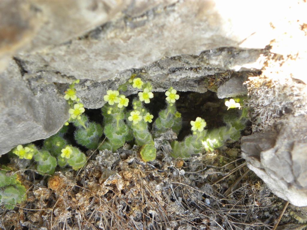 Saxifraga arachnoidea